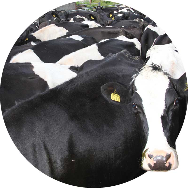 Dairy Water Heating