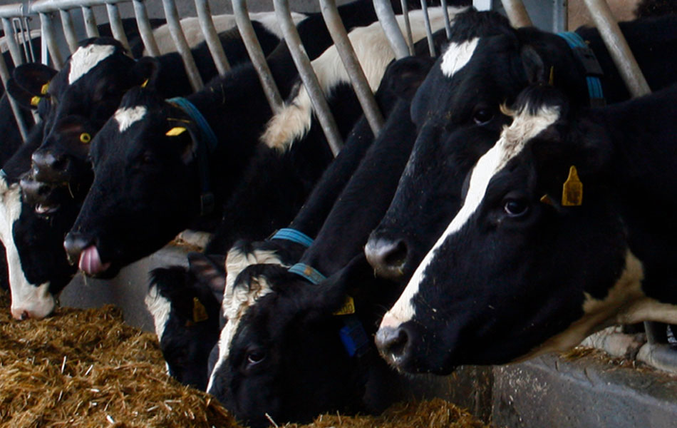 LPG and Dairy Farms