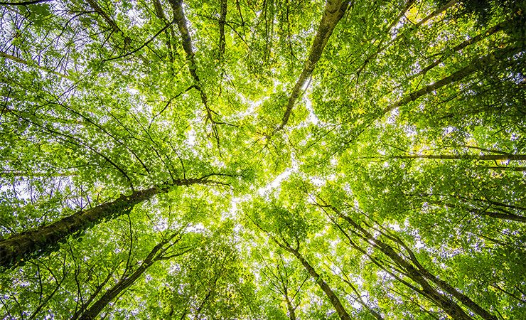 A green forest